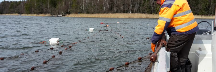 Lähikalahankkeessa tapahtuu