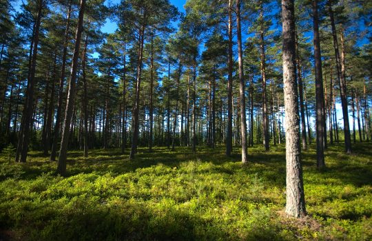 IPCC: Maankäytöllä on suuri merkitys ilmastonmuutoksessa