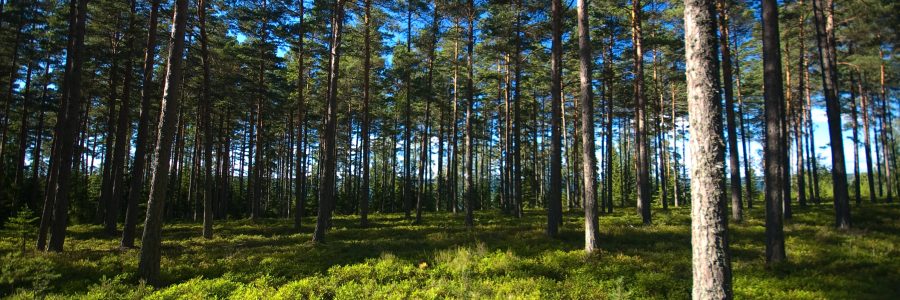 IPCC: Maankäytöllä on suuri merkitys ilmastonmuutoksessa