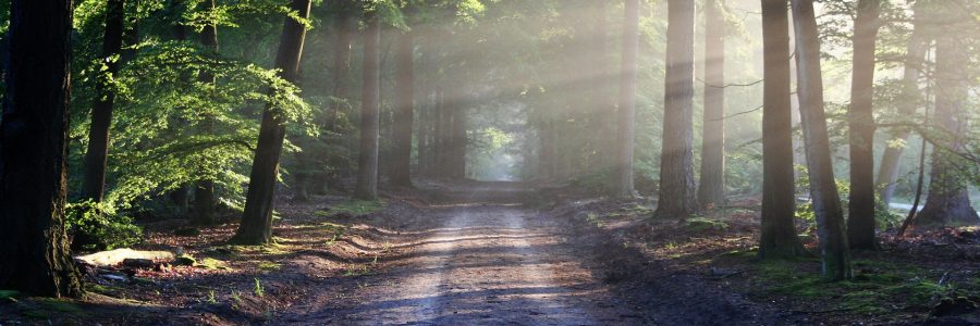 Hiilineutraalisuomi.fi:ssä julkaisuja Canemure-hankkeen tuloksista ja hyvistä käytännöistä