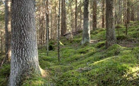 Luonnonperintösäätiö osti Ulvilasta 41 hehtaarin metsän