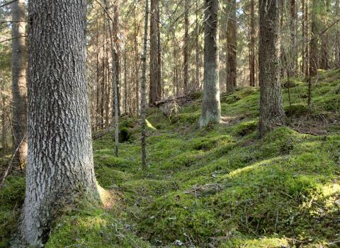 Luonnonperintösäätiö osti Ulvilasta 41 hehtaarin metsän