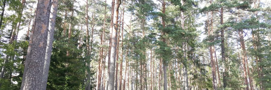 Ilmastokestävä metsätalous, puurakentaminen ja hyvinvointivaikutukset -tilaisuuksia siirretty syksyyn