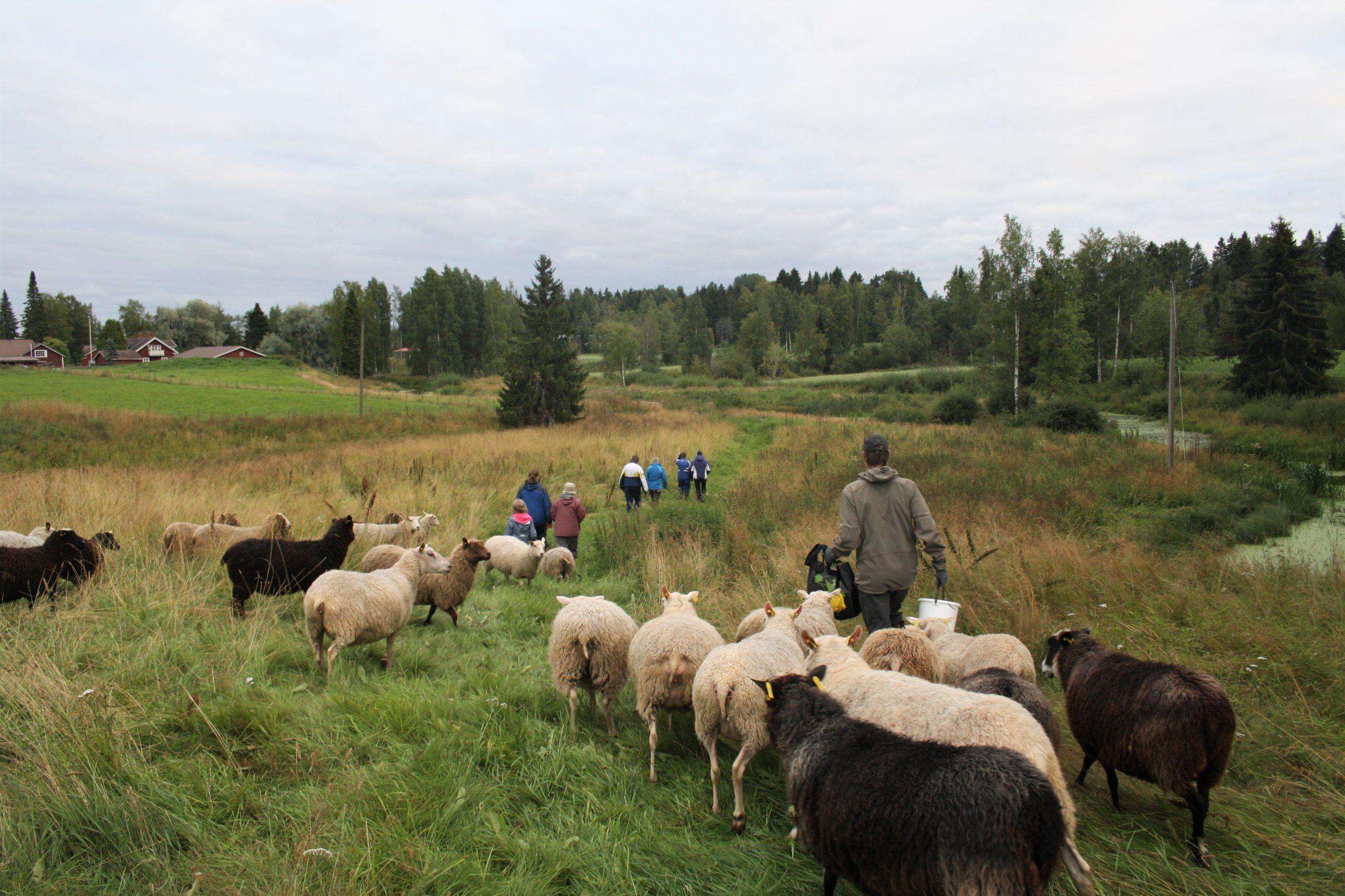 Kuvassa ihmiset kulkevat pellolla joukossaan lampaita.