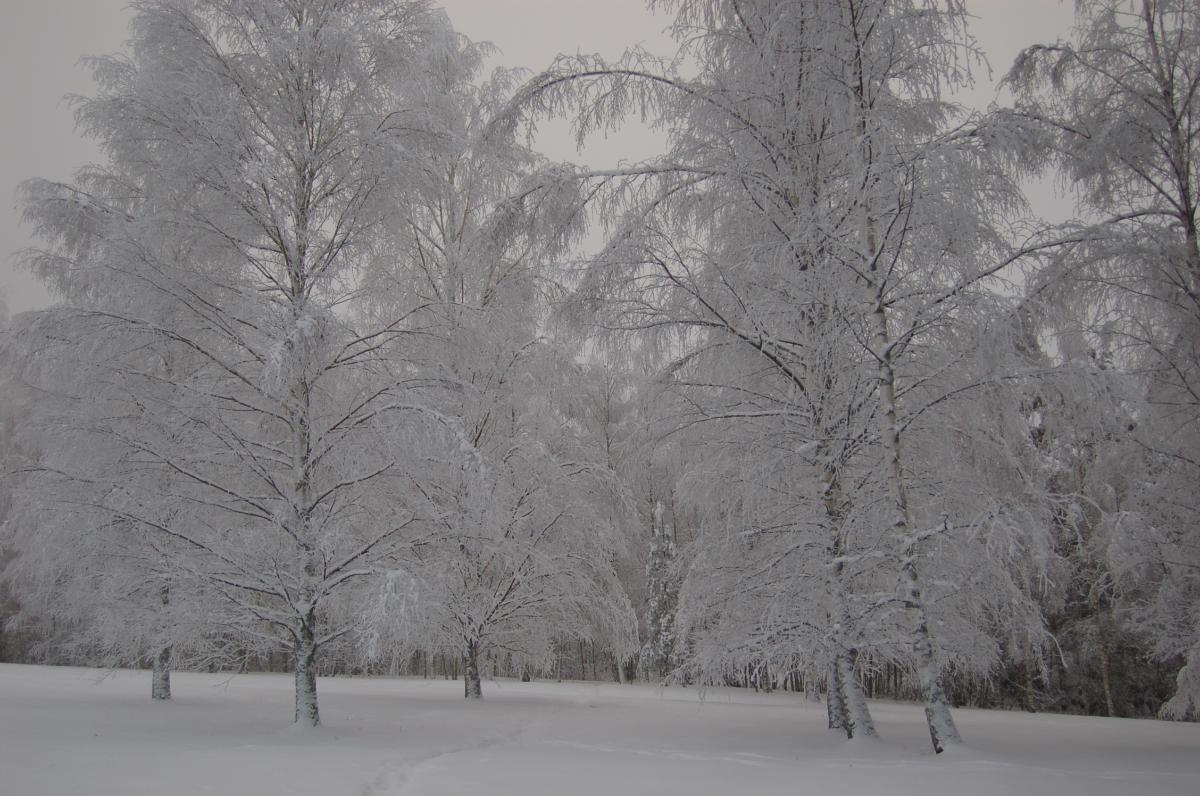 Talvikuvassa on lumen peittämä nurmikenttä, jonka keskellä kasvaa harvakseen korkeita lumen peittämiä puita. Taustalla metsän reuna.