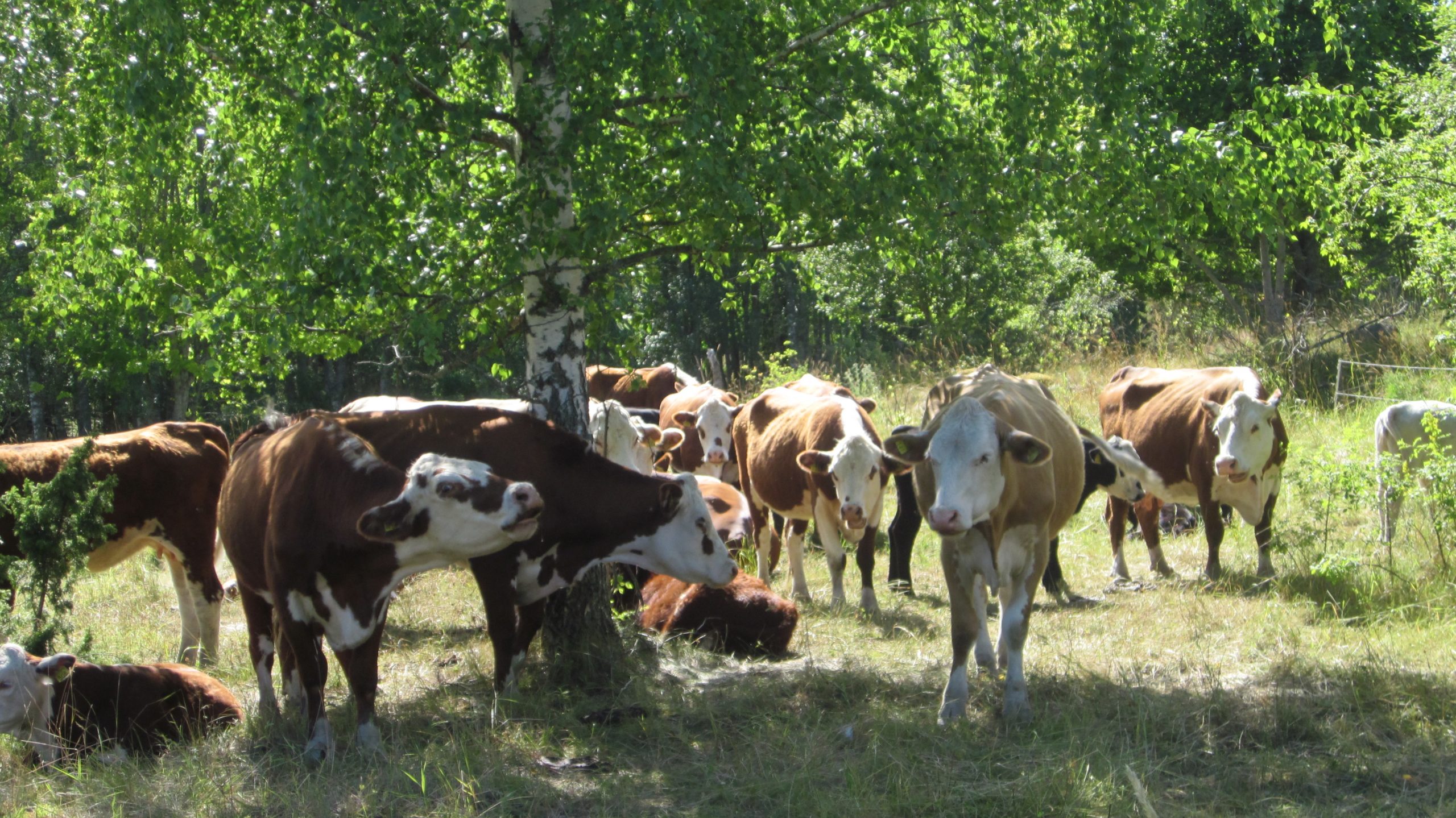 Kuvan keskellä on isohko koivu, jonka vihreiden lehvien alle ja ympärille on kokoontunut lehmälauma. Lehmät ovat väriltään ruskeita mutta naamat ovat valkoiset. Suurin osa seisoskelee, muutama on pistänyt makuulle ja yksi ammuu kameralle.