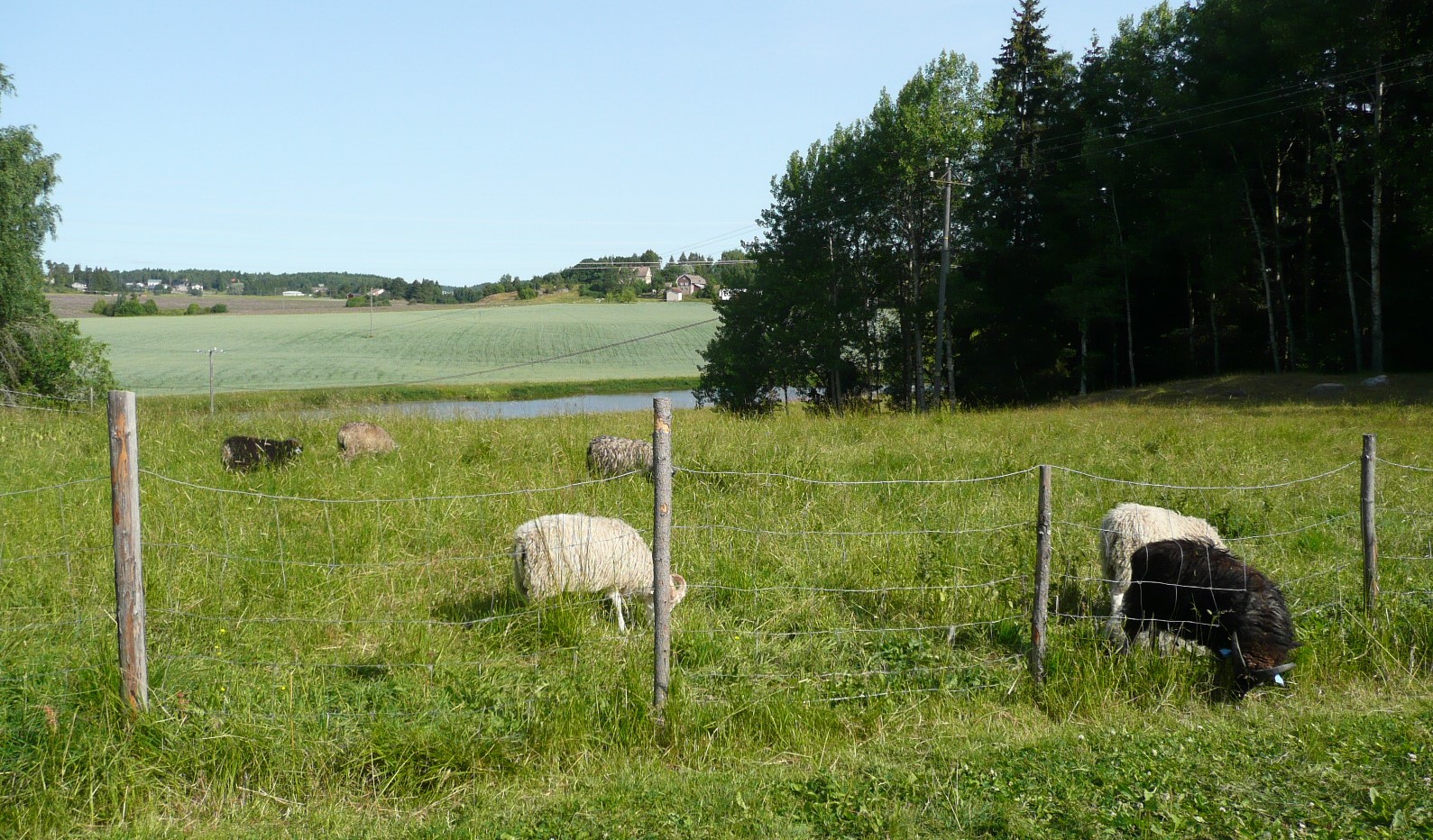 Maisemakuvassa kaksi mustaa ja neljä valkoista lammasta laiduntaa aidattua niittyä. Kuvan keskellä niityn takana näkyy vähän Aurajokea, jonka vastarannalla jatkuvat viljelysmaat metsänrajaan asti.