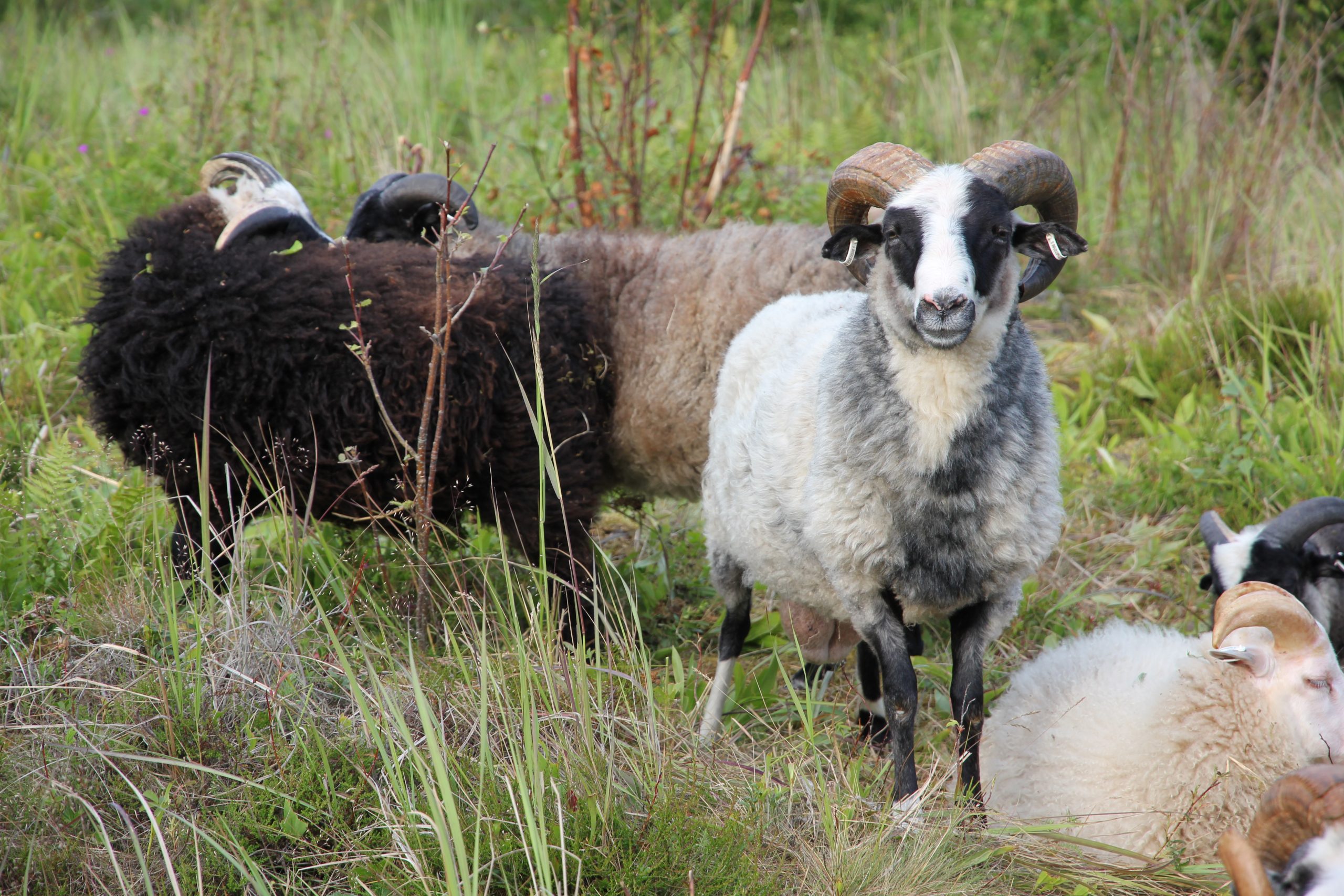 Kuvassa on pieni ryhmä erivärisiä lampaita. Vasemmassa yläkulmassa seisoskelee kaksi ruskeaa lammasta vierekkäin. Keskellä kuvaa seisoo yksi valkomusta lammas katsomassa suoraan kameraan. Oikeassa alanurkassa pari mustavalkoista ja yksi vaaleanruskea lammas ovat pistäneet maata.