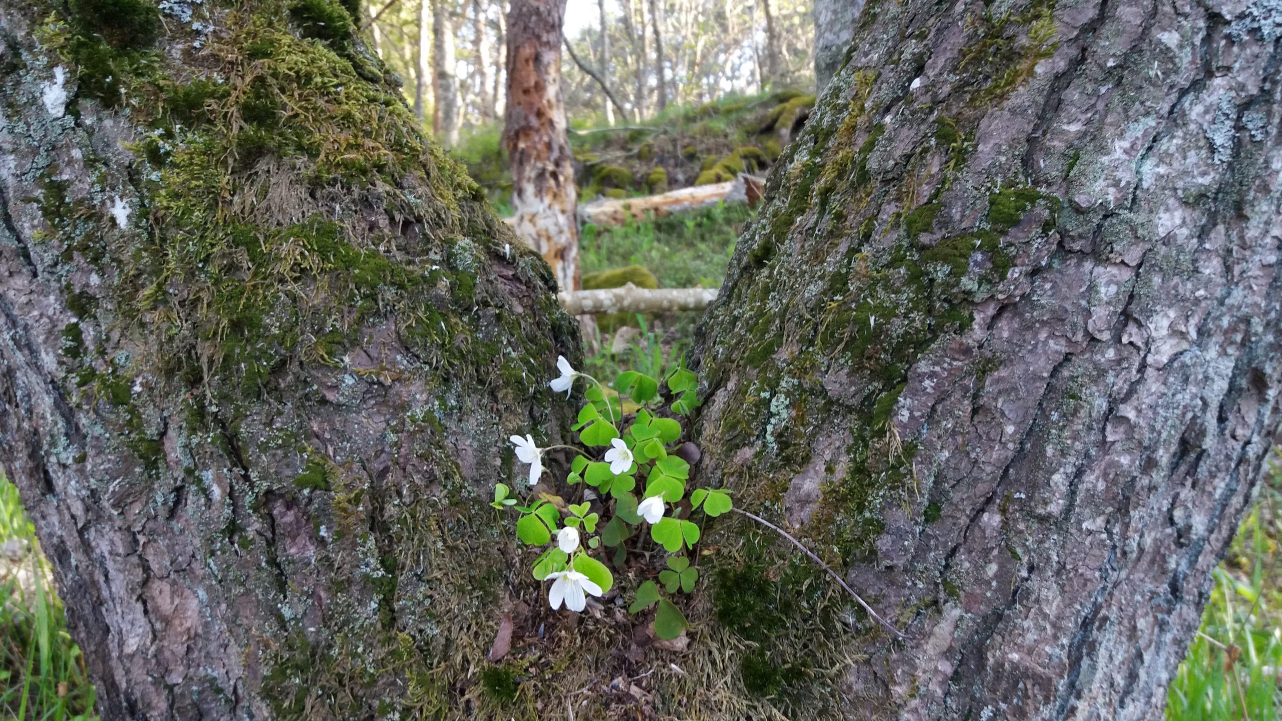 Lähikuvassa kahden puun tyvet, joiden välissä kasvaa ketunleipä pienine valkoisine kukkineen.