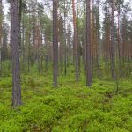 Metsää.