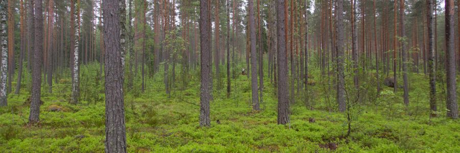 Satakunnan metsäfoorumi 1.10.2020