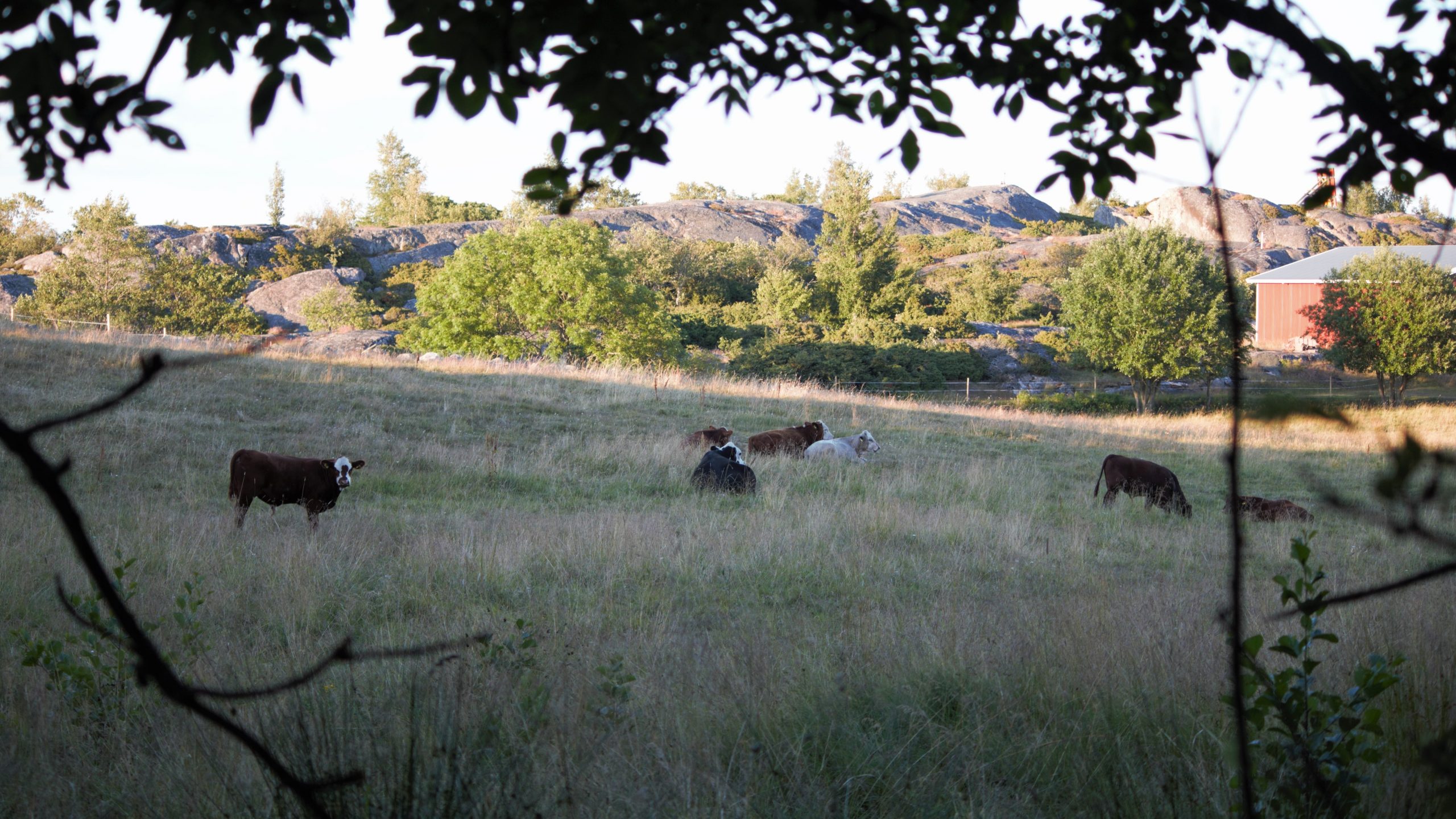 Kuvassa on lehmiä laiduntamassa. Taustalla on kallioita ja matalia puita.