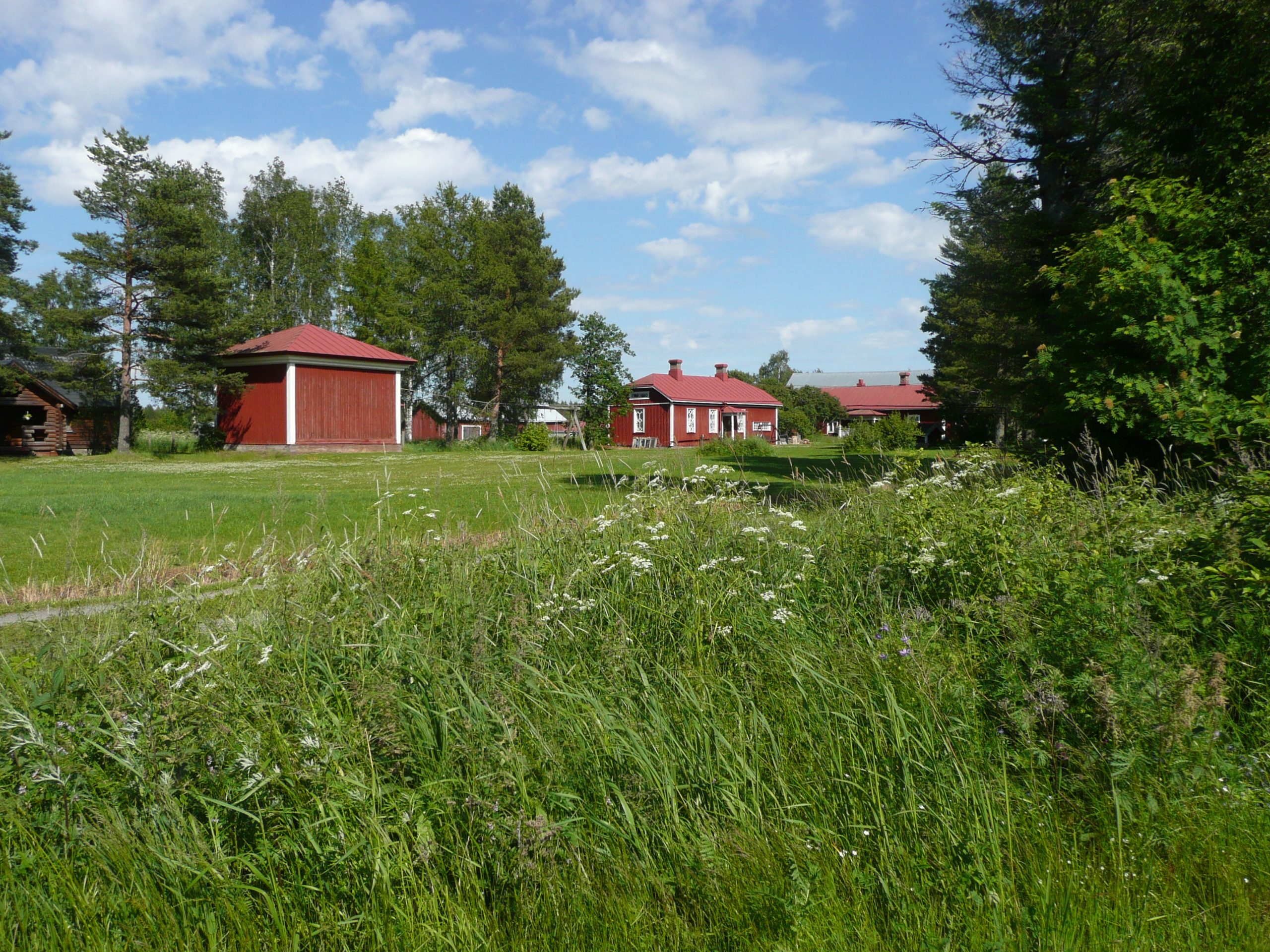 Kuvassa edessä valkoisia kukkia ja virheää ruohikkoa. Taustalla näkyy neljä punaista puurakennusta ja yksi ruskea hirsirakennus. 