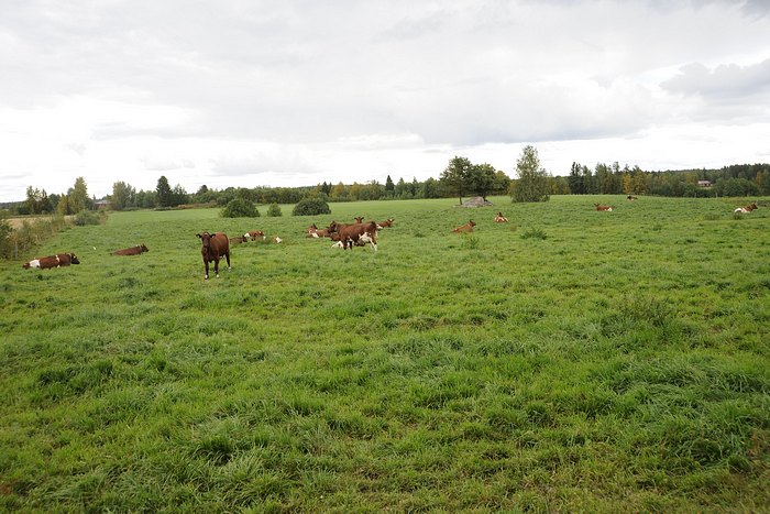 Kuvassa lehmiä vihreällä pellolla.