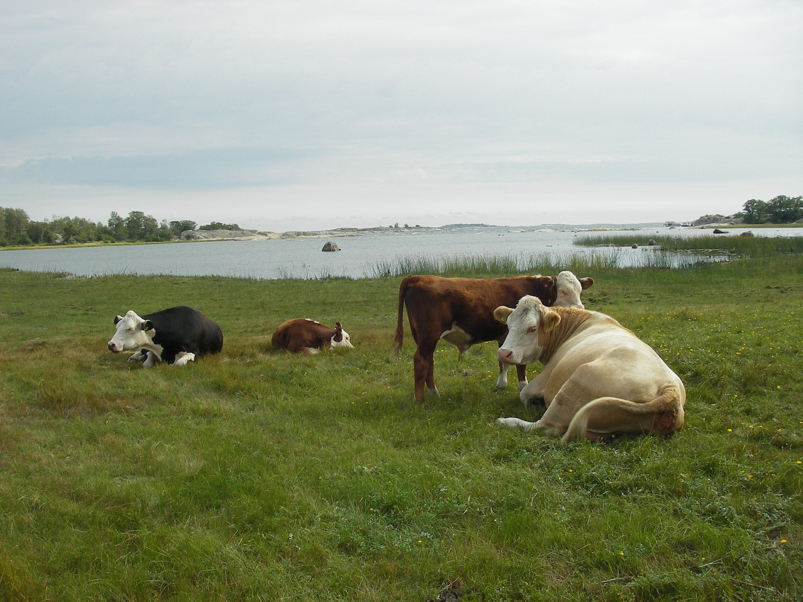 Kuvassa neljä lehmää makoilee nurmikolla ja nauttii veden rannalla.