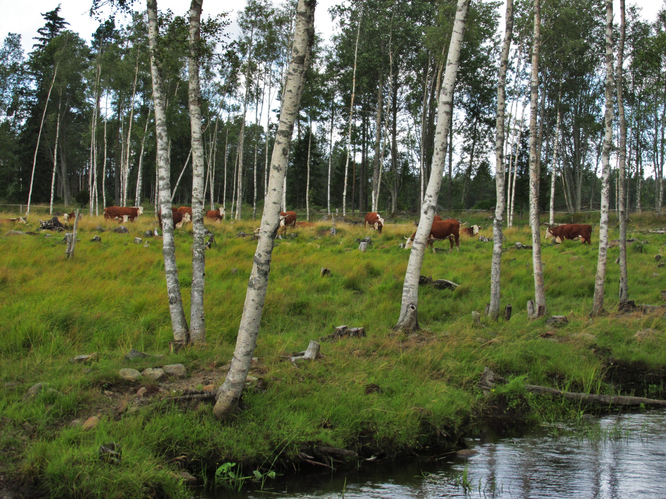 Kuvassa lehmiä laiduntamassa koivumetsän keskellä olevalla niityllä. Edustalla näkyy vettä.