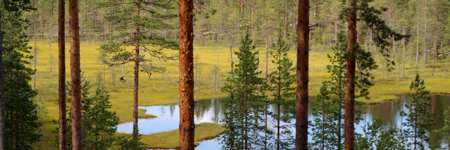 Luonnon monimuotoisuutta edistävä Helmi-ohjelma lausunnoille