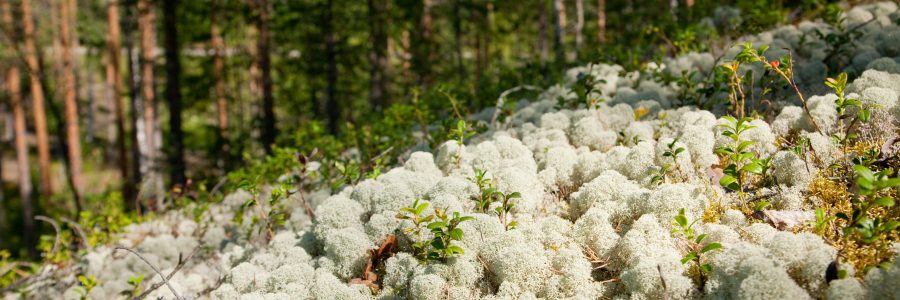 Metsänomistajilta kerätään luontotietoja ja mielipiteitä