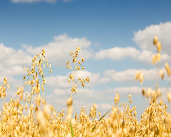 Ilmastonmuutos ja maanviljely -osa 2, paluu tulevaisuuteen