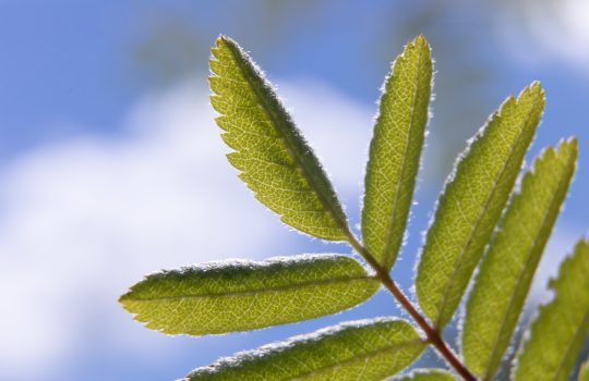 Ilmastovuosikertomus 2021: Suomen päästöt vähenivät poikkeusvuonna