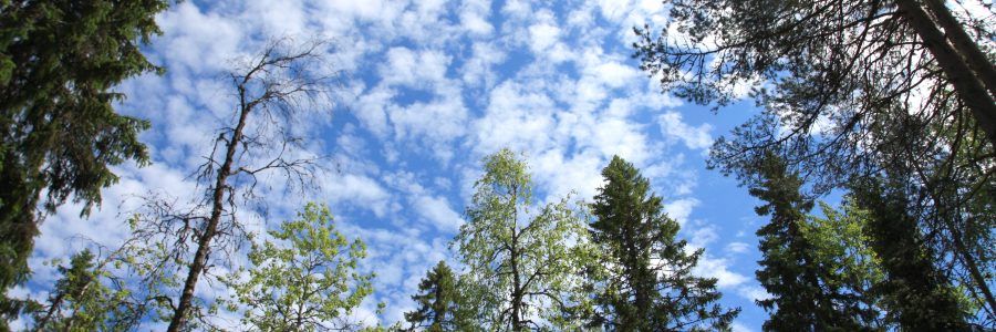 Puiden istuttaminen on tehokkaampi ja halvempi kuin mikään muu ilmastonmuutoksen torjuntakeino