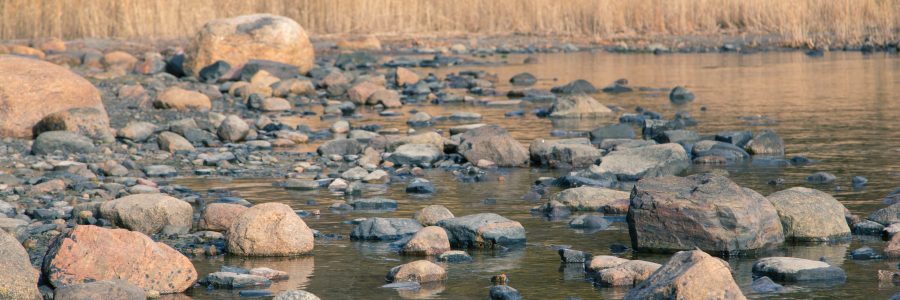 Järviruoko muuntuu riesasta hyödykkeeksi