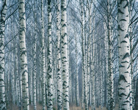 Ympäristödialogeja: Metsäsertifikaatit ja ekologisesti kestävä metsänhoito 10.11.2021