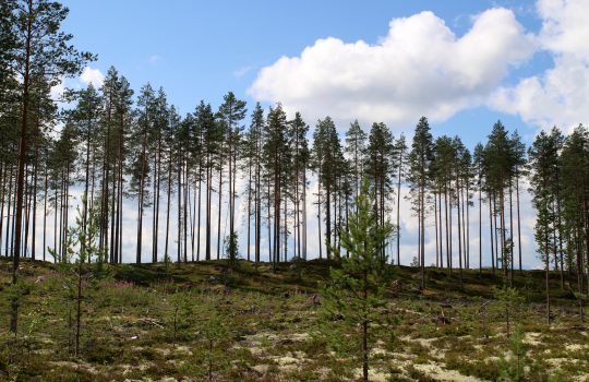 Säästöpuut ovat tärkeitä metsäluonnon monimuotoisuudelle