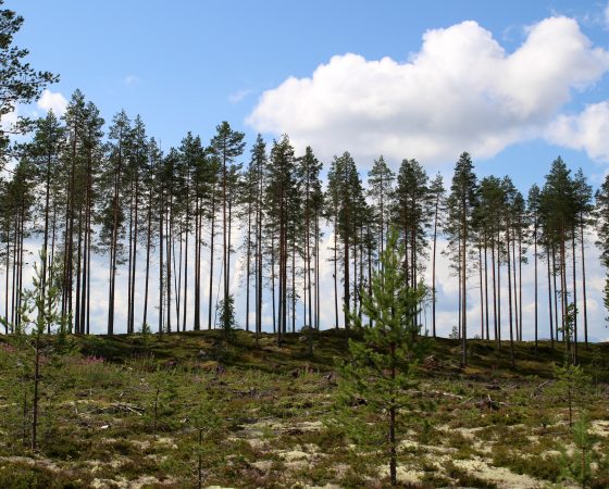 Säästöpuut ovat tärkeitä metsäluonnon monimuotoisuudelle
