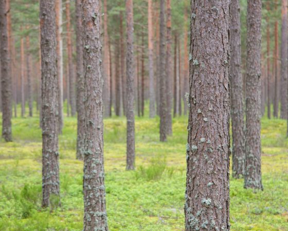 Ilmastokestävän metsänhoidon valinnat – metsänhoidon suositusten ajankohtaiswebinaari 8.12.2021