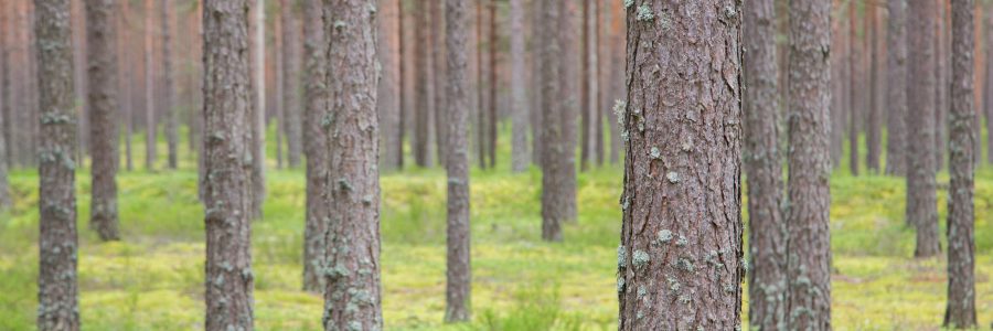 Ilmastokestävän metsänhoidon valinnat – metsänhoidon suositusten ajankohtaiswebinaari 8.12.2021