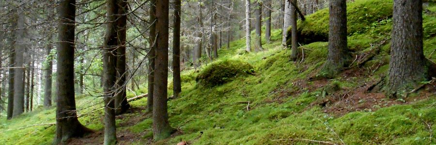 Suomi sitoutuu EU:n biodiversiteettistrategiaan