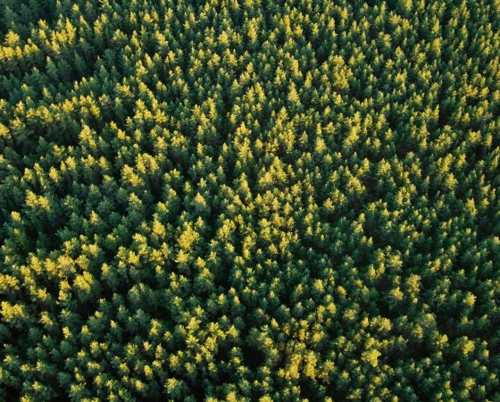 Webinaari metsänomistajille – keskustelua talousmetsien luonnonhoidosta 25.1.2022