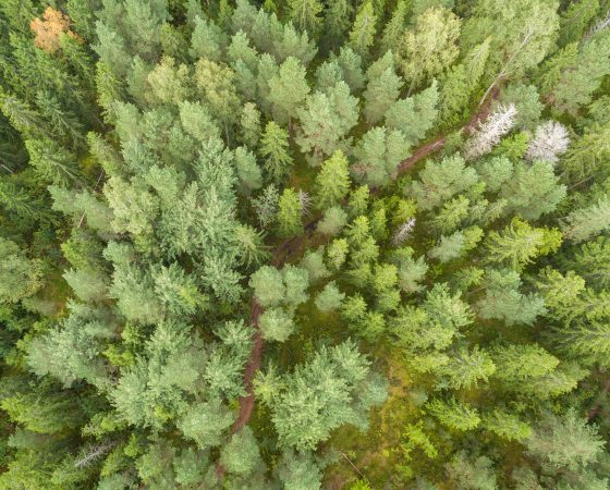 Virtuaaliset aamukahvit: Hiilinielut kasvuun metsittämällä 7.4.2022