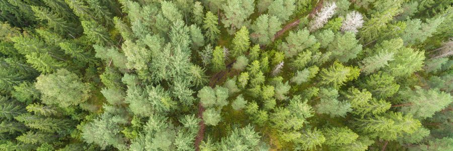 Virtuaaliset aamukahvit: Hiilinielut kasvuun metsittämällä 7.4.2022