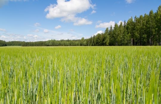 EU:n maatalousrahoitusta käytettävä Saaristomeren tilan parantamiseen