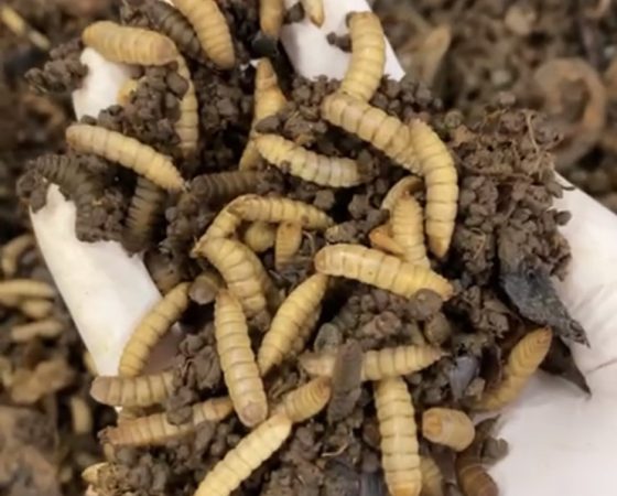 Hävikkiperuna muuntuu eläinproteiiniksi toukkien ruokana