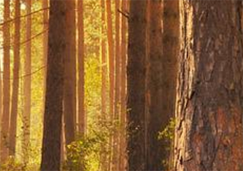 Kestävän kasvun metsätaloushankkeiden rahoitushaku 11.10.2022 asti auki