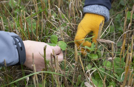 Keinoja ja kokemuksia ilmastokestävästä maataloudesta Varsinais-Suomessa – Hiilipelto-hankkeen opit saatavilla