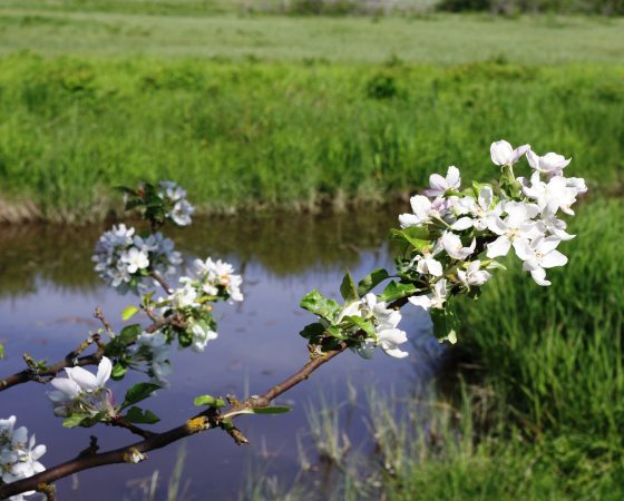 Ajankohtaisia tilaisuuksia