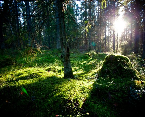 Varsinais-Suomen ilmastotiekartan kolmas osa: ’Maankäytön suunnittelu, metsät ja muu viherrakenne’ on valmis