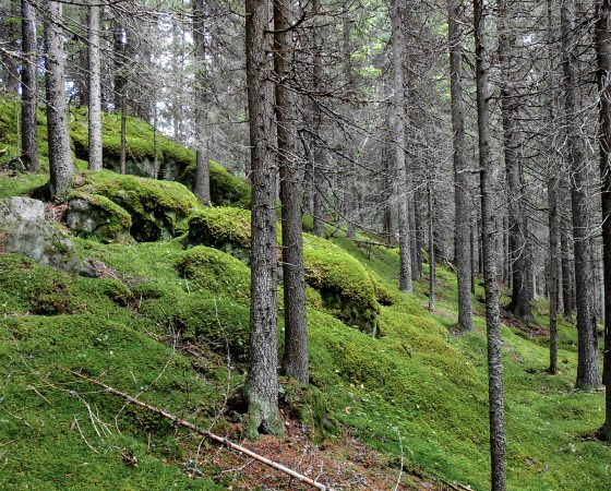 Monimuotoinen luonto Lounais-Suomessa