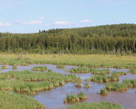 Kosteikot – rahoitusmahdollisuuksia perustamiseen, kunnostamiseen ja hoitoon 14.3.2025