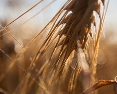 Miten sopeudumme ilmastoriskeihin? Kokemuksia ja keskustelua maa- ja metsätaloudesta Varsinais-Suomessa 7.10.2025, Salo