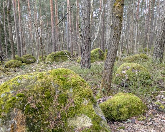 Syyskuun Ympäristö Nyt -uutiskirje