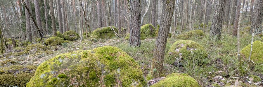 Syyskuun Ympäristö Nyt -uutiskirje