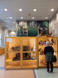 Ihminen tutkii geo-oppimisympäristön eläinkokoelmia.