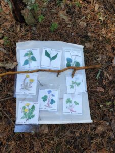 Kasvikuvastoa metsämaalla. Luontokoulu Tikankolo.