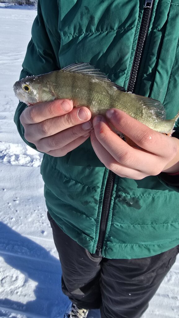 Kalasaalis lapsen käsissä.