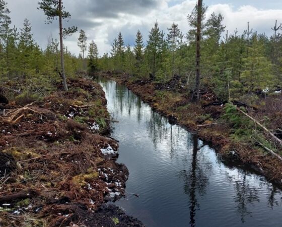 Ennallistamisen ja luonnonhoidon koulutuswebinaarit ja maastokoulutukset 2026, Tapio Oy